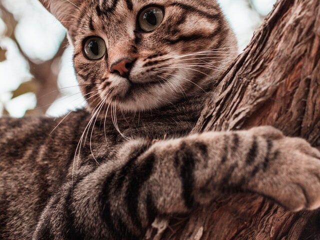 A picture of a Tabby cat to highlight the question what is a Mackerel Tabby?