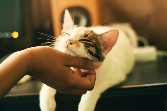 A picture of a person showing affection to a cat to show that they are a cat lover who would appreciate some cat gifts from Amazon.