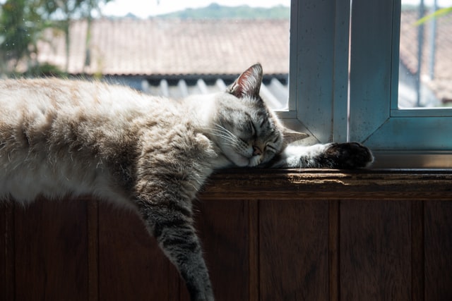 A cat relaxation on a piece of wooden furniture to symbolize a cat enjoying a Feliway Diffuser