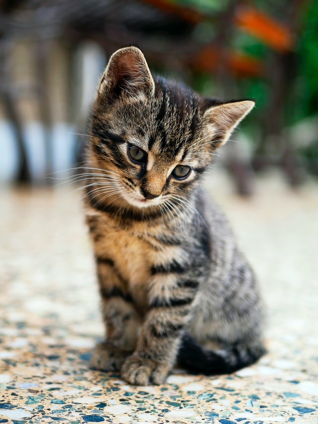 Cat Adoption Calgary - Finding a Home for A Feline Friend - Cattrees.ca