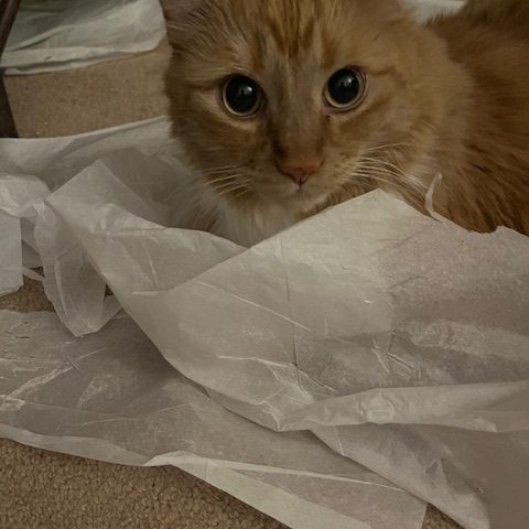 Our lovable Milo in a box is living proof of how to deal with an aggressive kitten