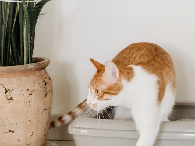 A picture of a cat leaving a litter box highlighting the question what is the best cat litter.
